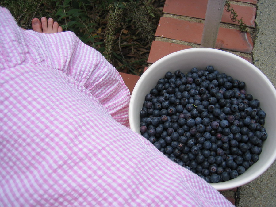 [08-21+blueberries.jpg]