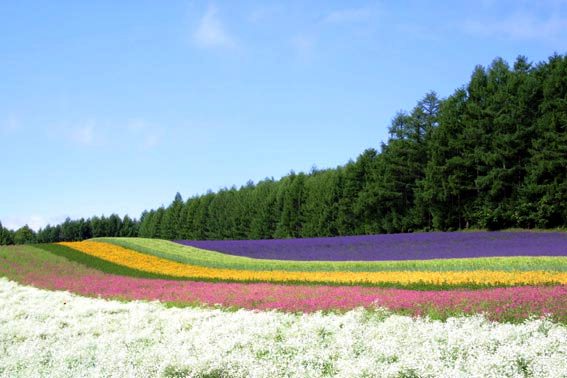 [lavender-farm.jpg]