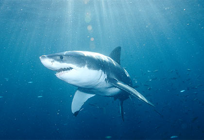 [image-great-white-shark-420x289.jpg]