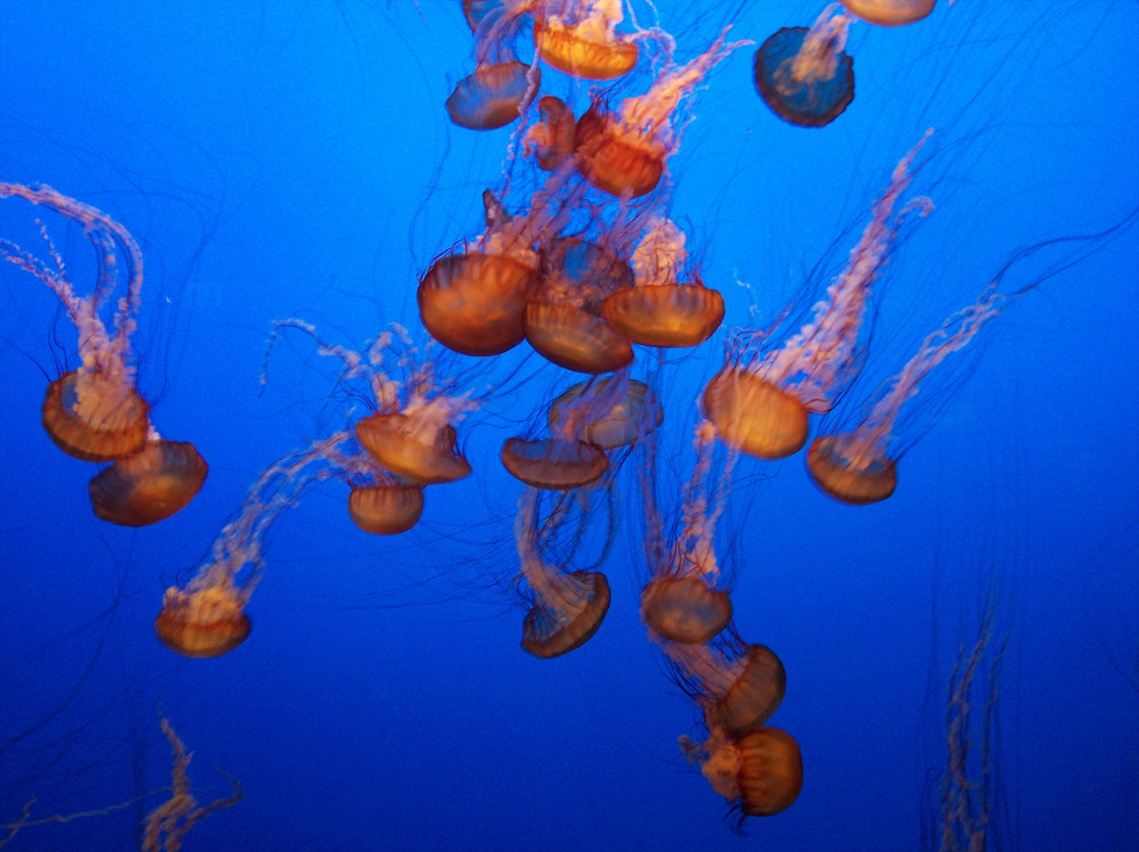 [Jellyfish.jpg]