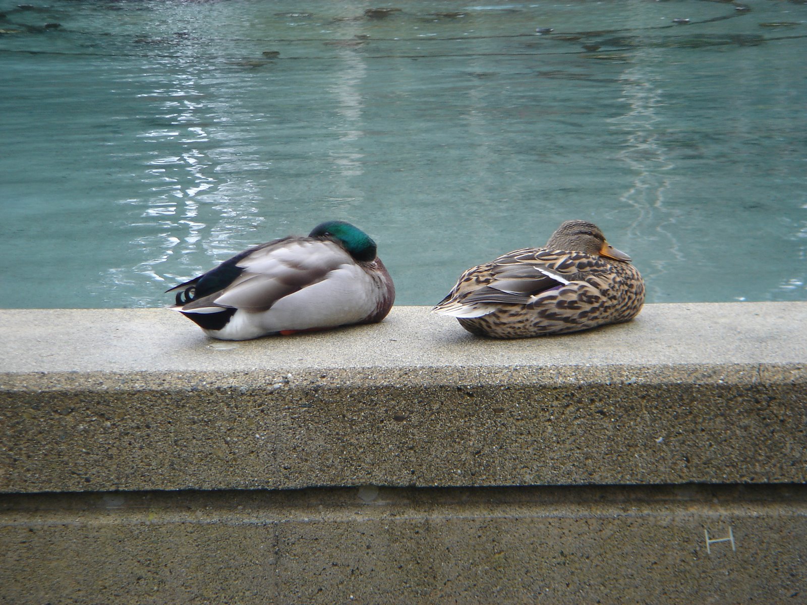 [Pair+of+Ducks.JPG]