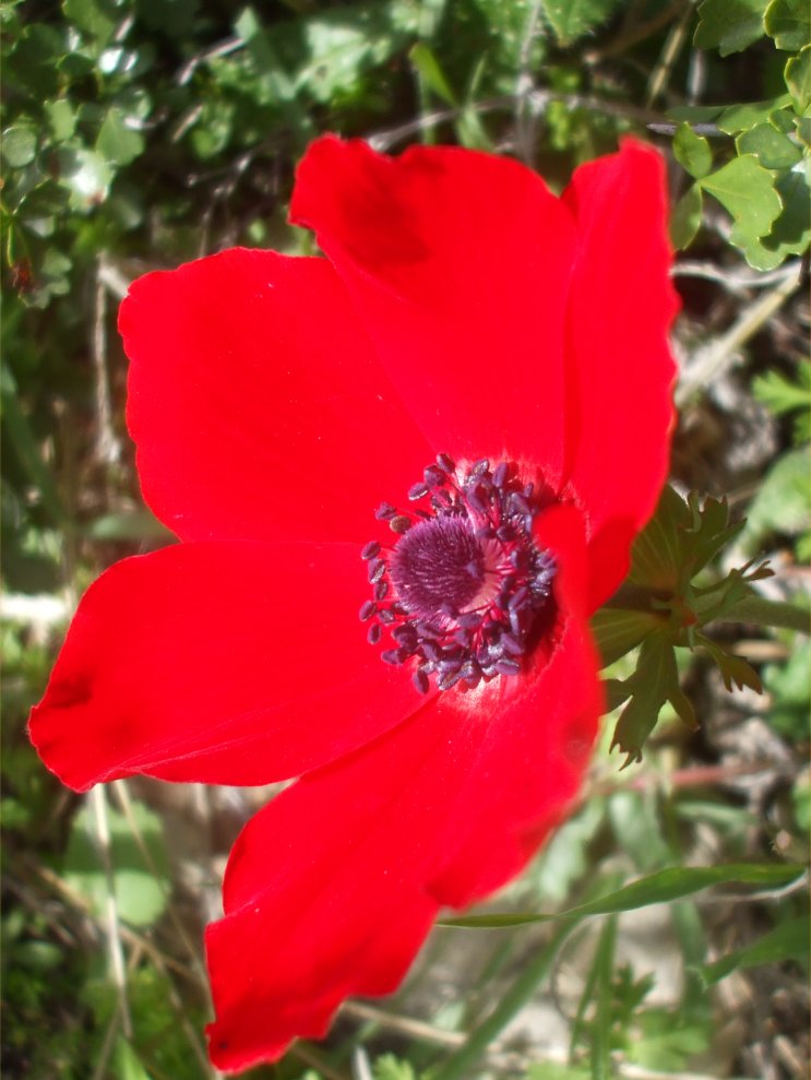 [23-Red+Flower.jpg]