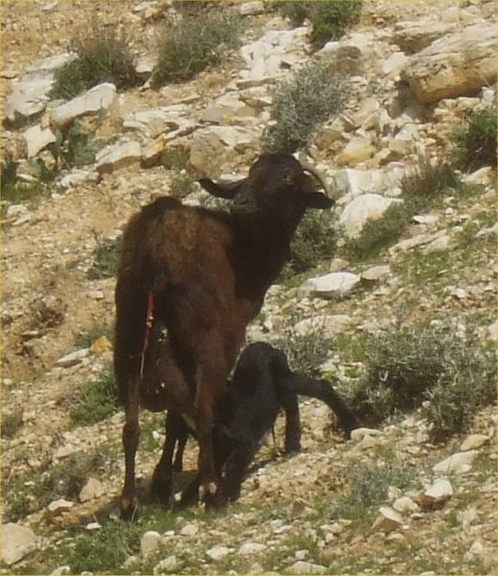 [16-Goat+Birth.jpg]