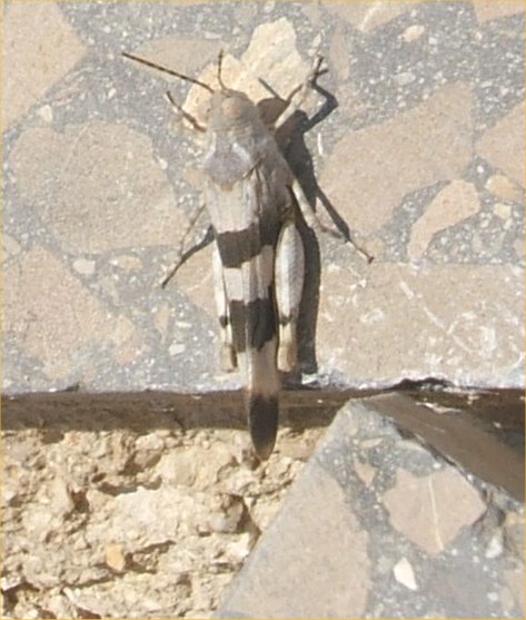 [31-Grasshopper.jpg]