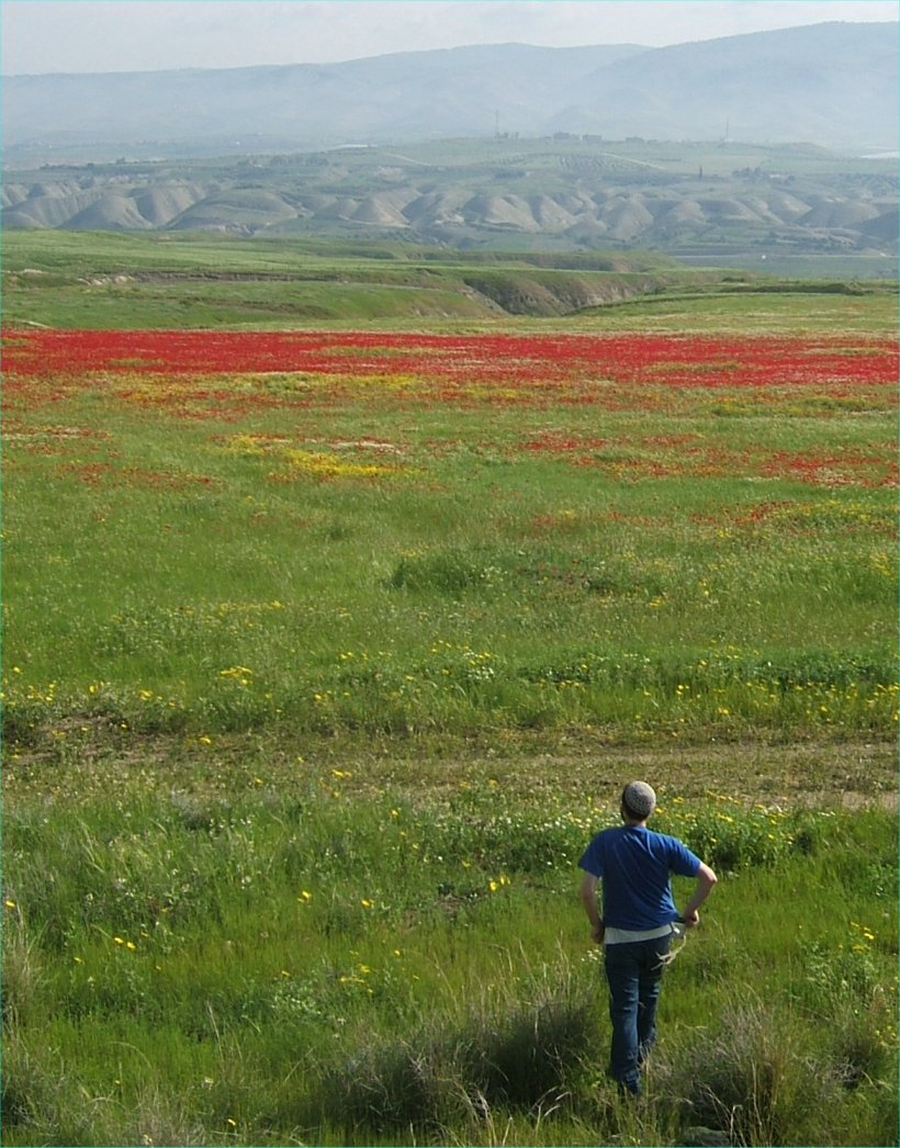 [23-Amazing+Flowers+in+the+Jordan+Valley.jpg]