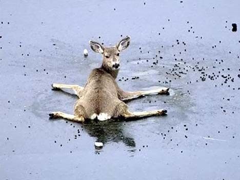 [bambi-on-ice.jpg]