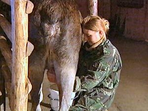 [3159561946-russian-breeders-milk-moose.jpg]