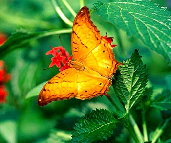 [butterfly.jpg]