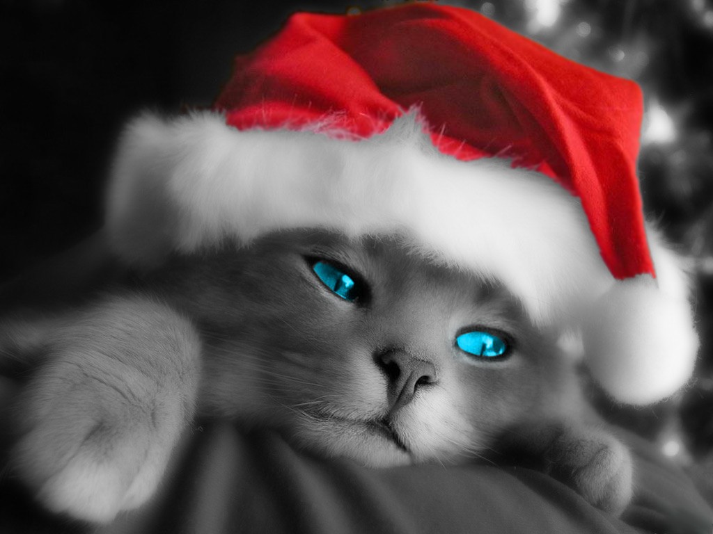 [Christmas_Cat.jpg]