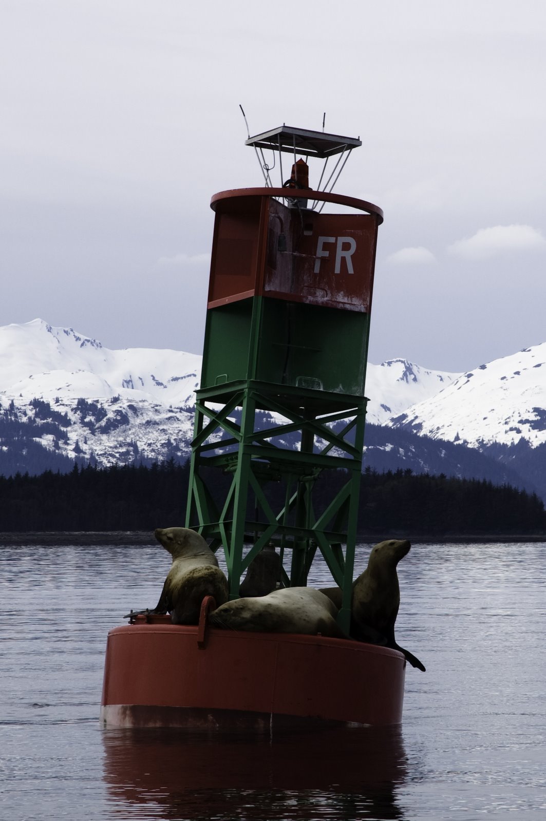[Alaska-Sea+Lions-1.jpg]