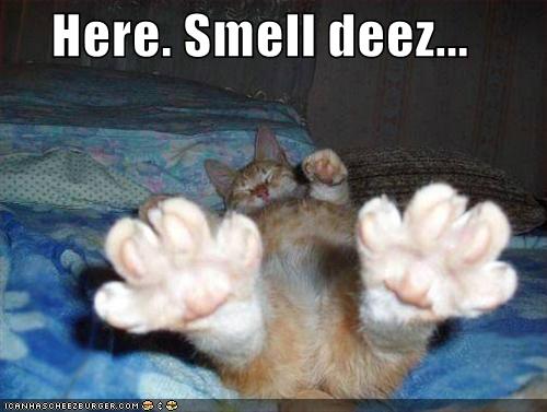 [funny-pictures-smell-orange-cat-feet.jpg]