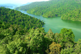 Malaysia's tropical forests