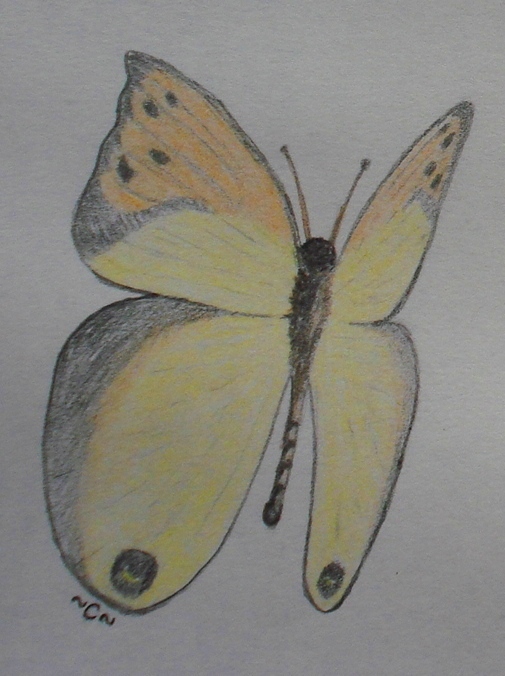 [yellow+butterfly.JPG]