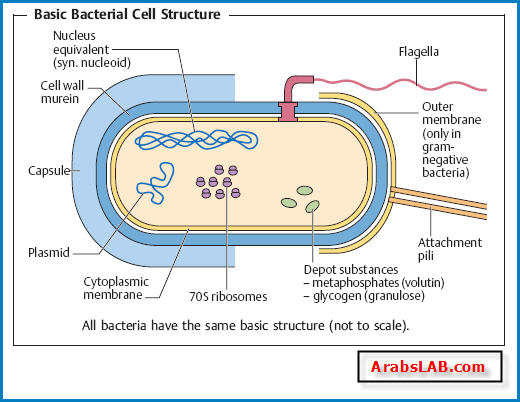 [bacteria_cell_wall_structure.jpg]