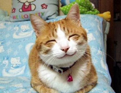 cat-smile.jpg