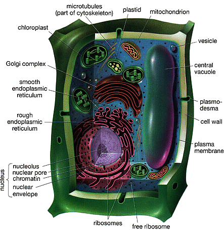 [Plant+Cell.gif]