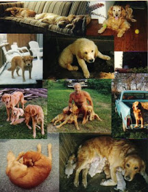 Kiko S House Why Have Our Dear American Golden Retrievers Become Cancer Time Bombs
