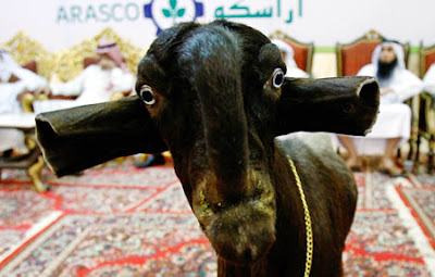 اجمل معزه السعوديه beautiful_goat_02.jp