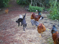 Chickens are an important part of this permaculture property in Hawaii