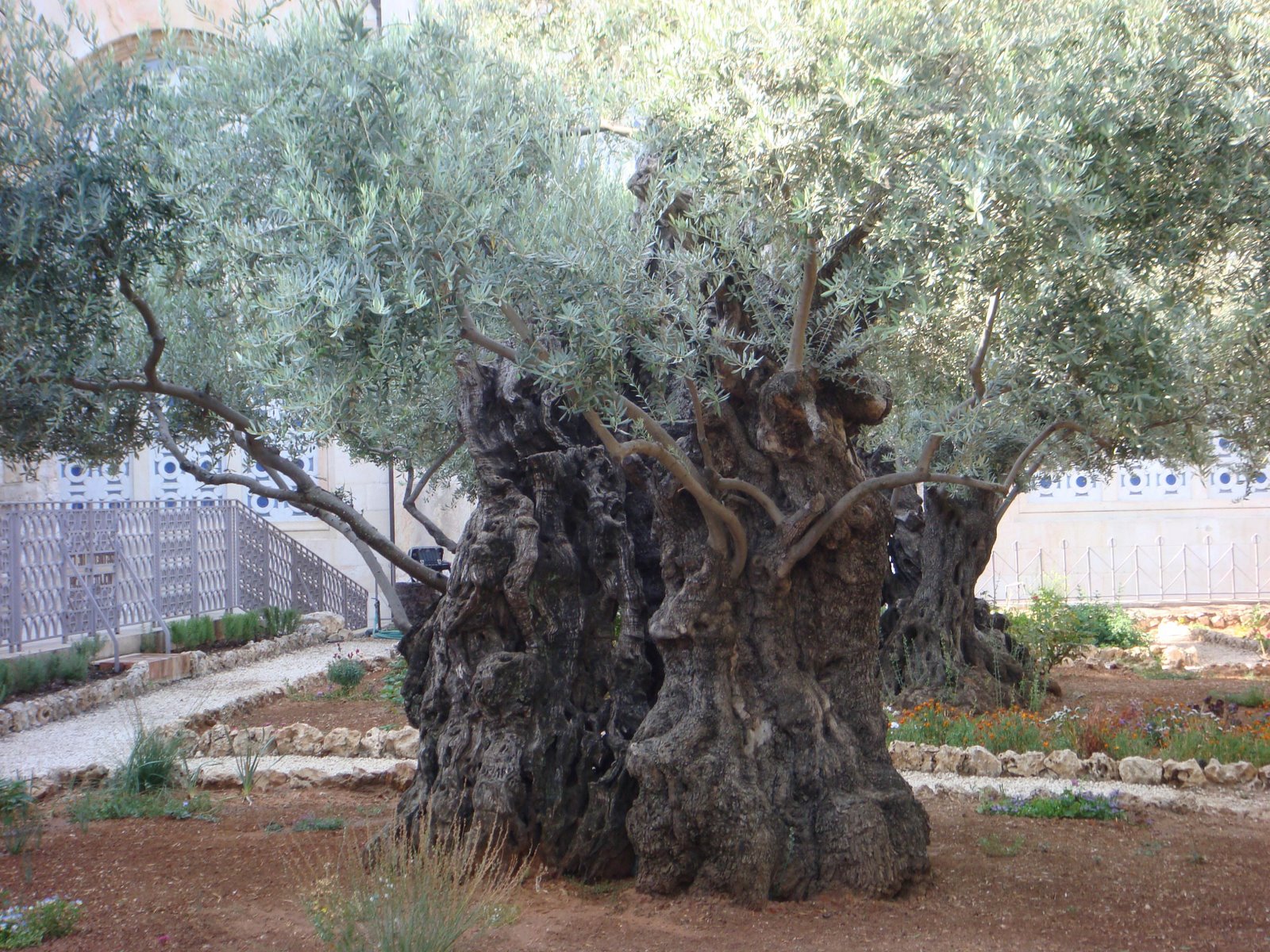 [olive+tree.JPG]