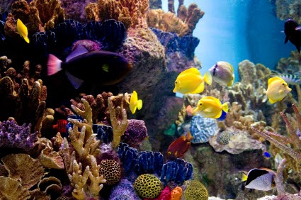 exotic aquarium fish: Five Great Tropical Saltwater Aquarium Fish