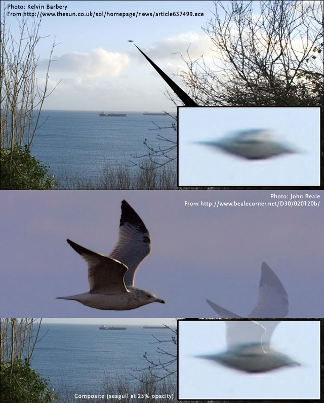 [Cornwall-Seagull+By+Lou+Zucaro.jpg]