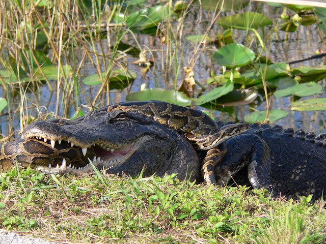 python alligator fight everglades