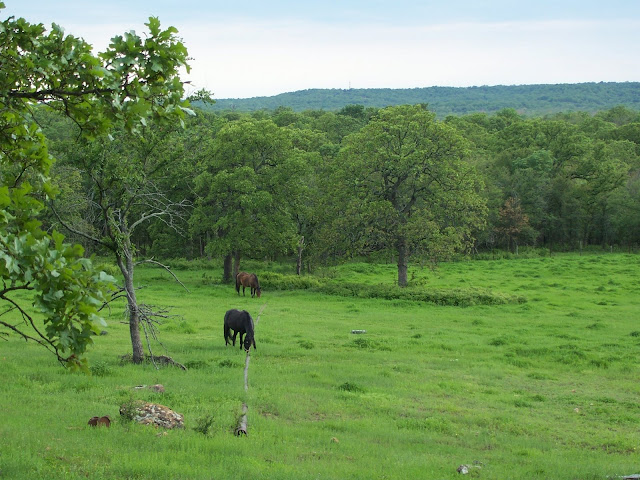 A black horse grazing peacefully in a grassy field surrounded by trees.