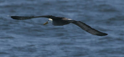 Waved Albatross Pelagic Lima. Photo: Gunnar Engblom