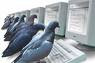 Pigeon Rank by Google