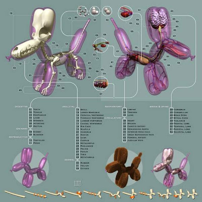 Balloon Animal Anatomy