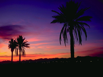 [palm-sunset.jpg]