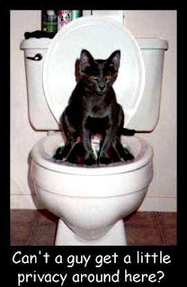 cat-using-toilet-restroom-parodies-files.jpg