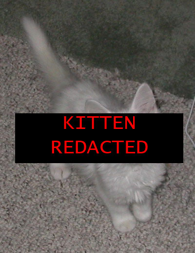 [kitten-redacted.jpg]