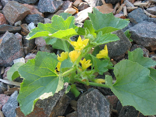 bloom where you're planted cucumber