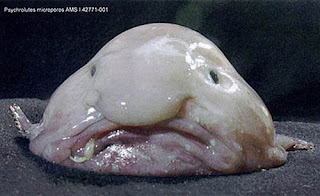 blobfish Os animais mais estranhos e esquisitos do mundo