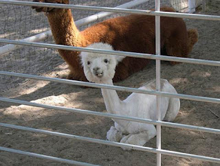 alpaca Os animais mais estranhos e esquisitos do mundo